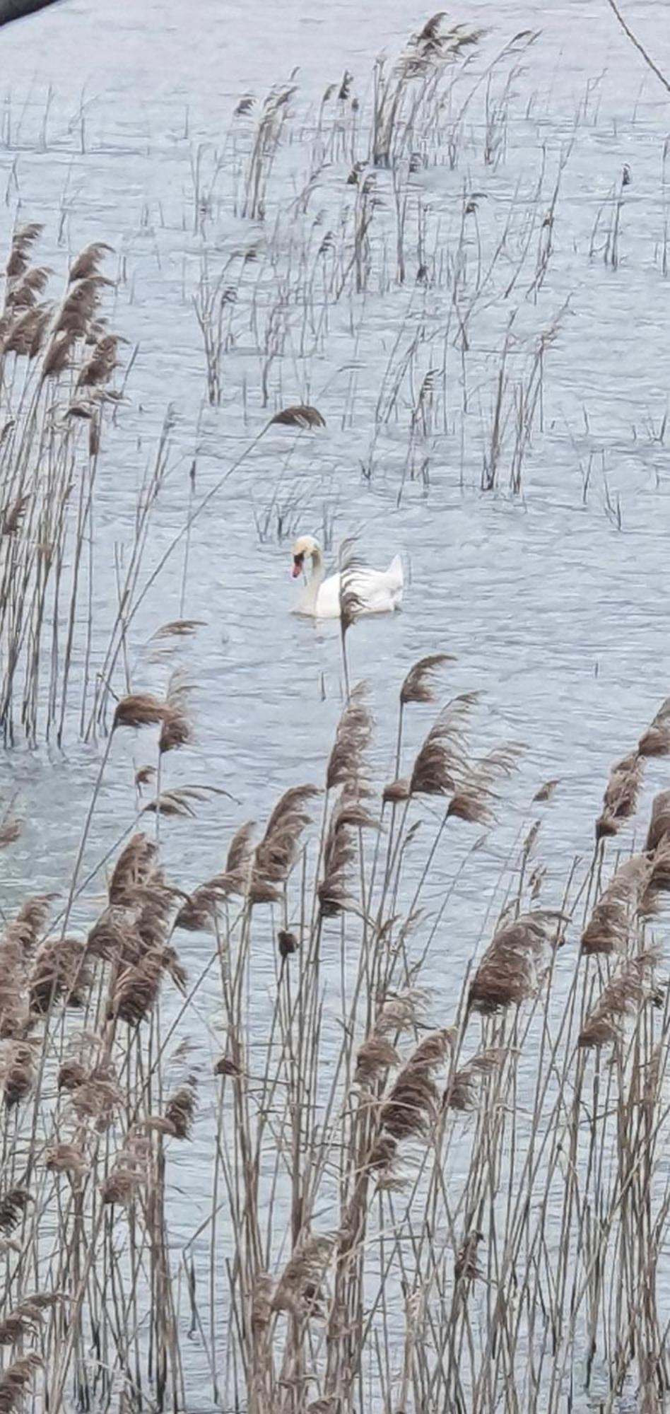 Apartman Skadarsko Jezero Bay Vranjina Bagian luar foto