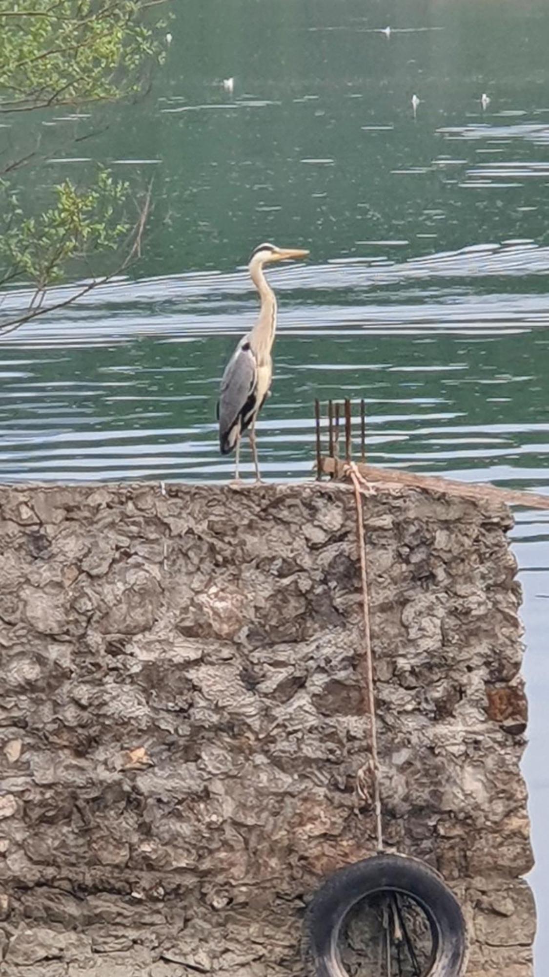 Apartman Skadarsko Jezero Bay Vranjina Bagian luar foto